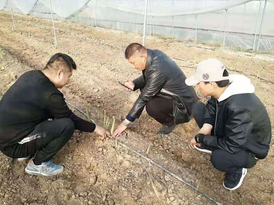 來(lái)自河南、山東、新疆的客人在種植園考察