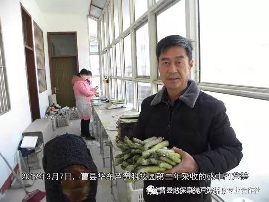 春天，常食蘆筍很保健