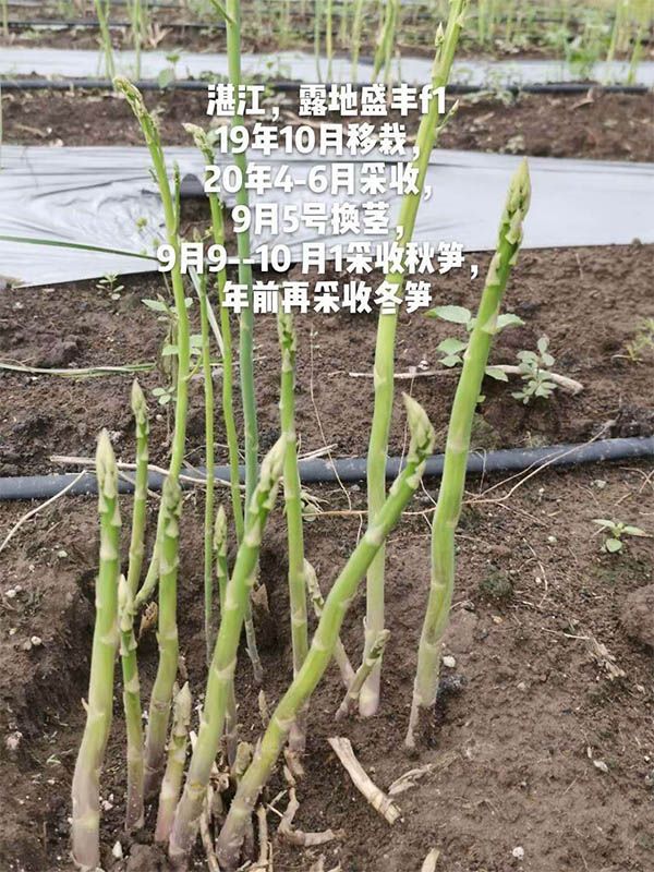 去年10月種植，現(xiàn)在開始第二次采收