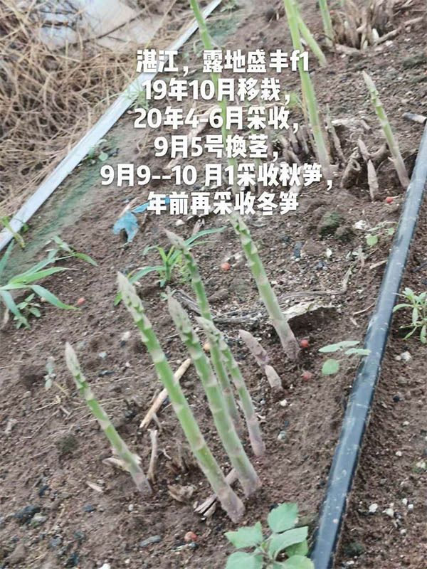 去年10月種植，現(xiàn)在開始第二次采收
