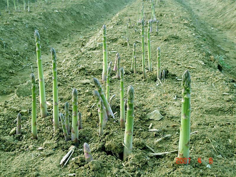 蘆筍栽植深度有要求嗎？